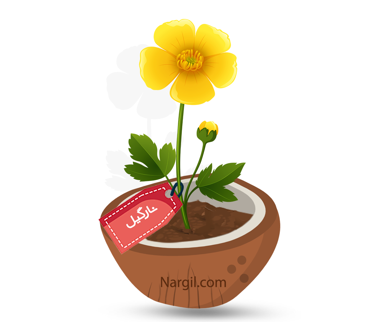  Nargil - Persian Buttercup